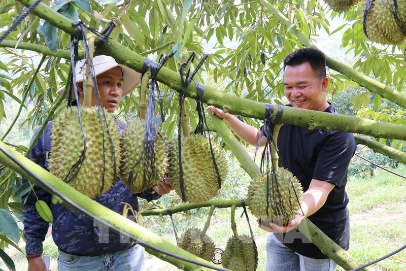 Trang trại Sakura Farm trở thành mô hình trồng sầu riêng hữu cơ tiêu biểu tại xã Đông Khánh Sơn. Ảnh: Nguyễn Thành - TTXVN