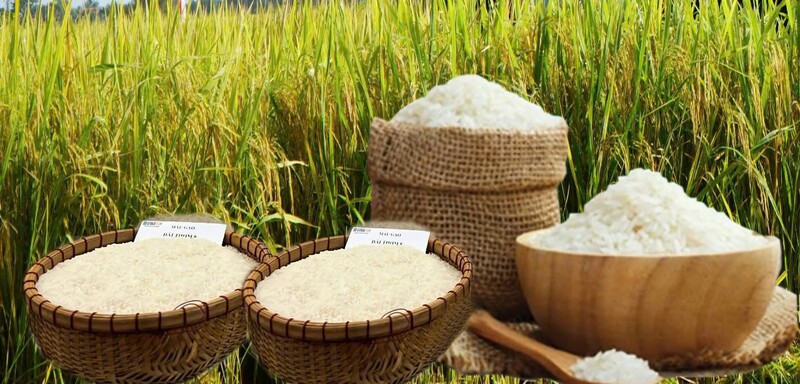 Giá lúa gạo hôm nay ngày 16/11 và tuần qua: Thị trường lặng sóng. Ảnh: Thanh Minh.