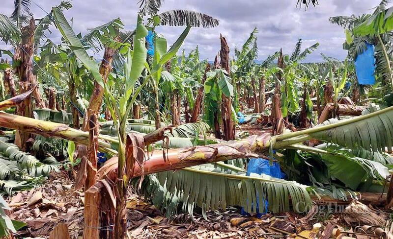 Hàng hoạt cây chuối bị gió quật ngã khi bão số 13 đi qua.