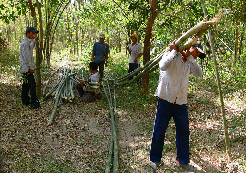 Giữa trưa, người dân chặt tầm vông vác về bán cho tiểu thương.