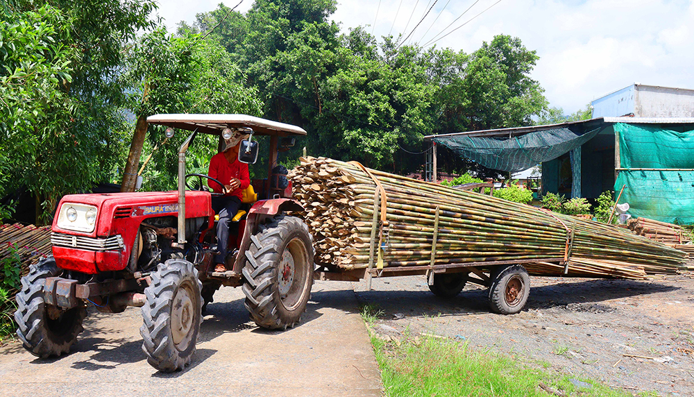 Cây tầm vông được người dân chở bằng xe công nông bán cho tiểu thương.