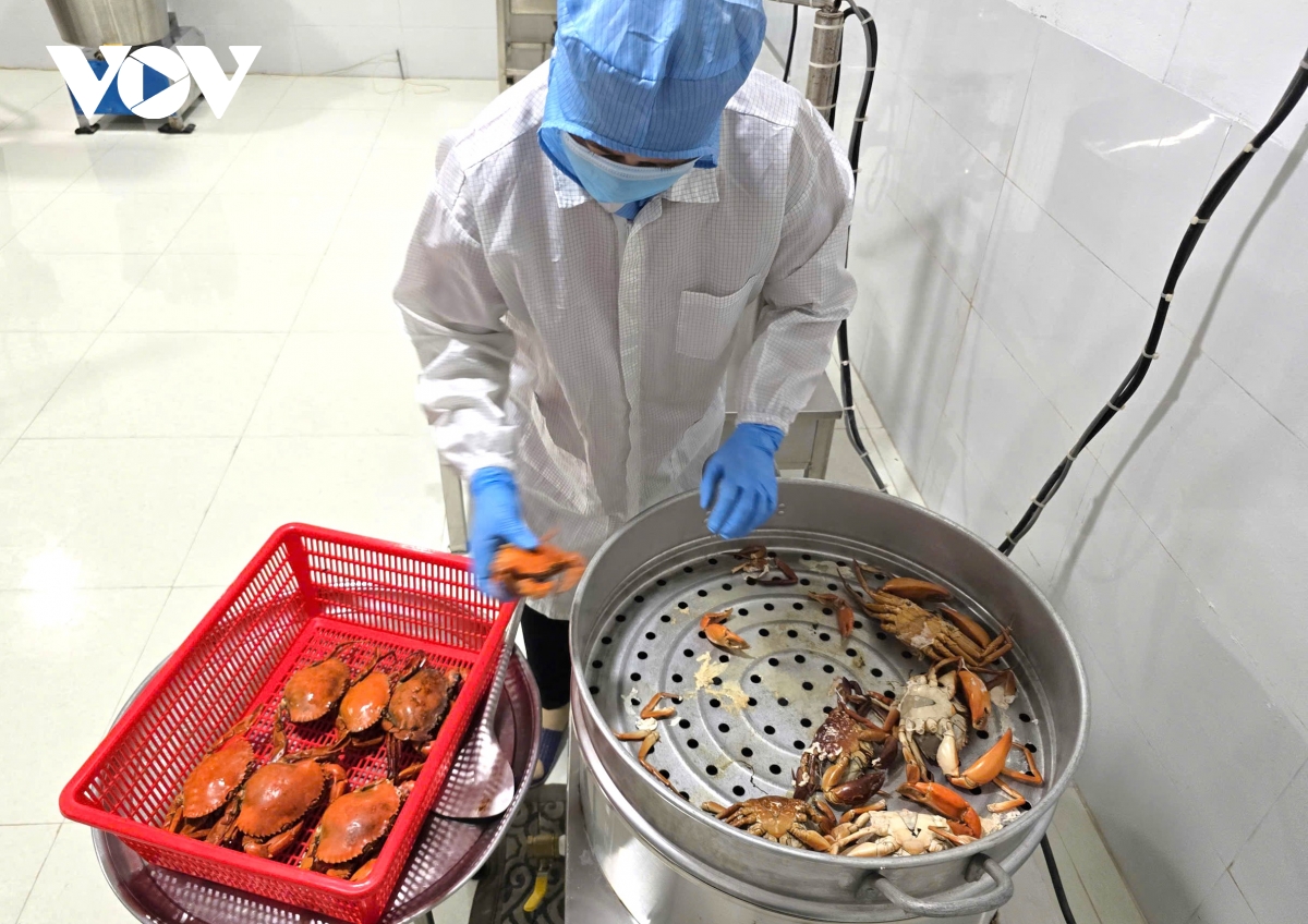 Nước ta có tiềm năng phát triển ngành hàng cua biển.