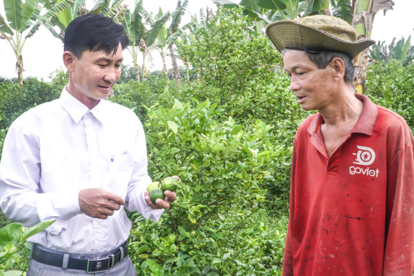 Mô hình trồng chanh không hạt mang lại thu nhập ổn định cho nhà vườn.