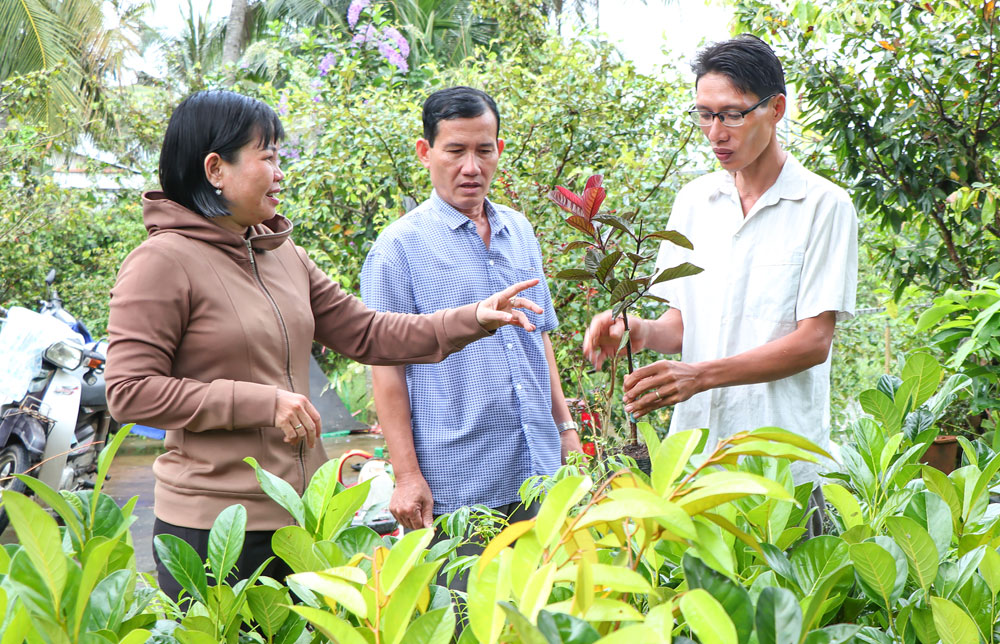 Ông Nguyễn Đức Luân- Giám đốc HTX Dịch vụ nông nghiệp An Trường (bên phải) giới thiệu giống cây mới trong vườn ươm.