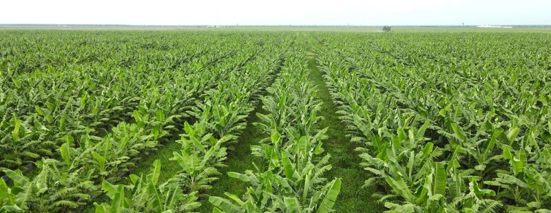 Một vùng trồng chuối của THACO Agri. Ảnh T.C