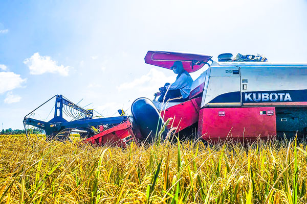 Ngành nông nghiệp tăng cường chuyển giao quy trình sản xuất lúa chất lượng cao và phát thải thấp.