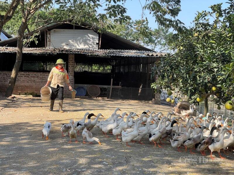 Mô hình nuôi vịt kết hợp trồng bưởi của ông Lê Đức Chiến, xã Hoàng An đem lại hiệu quả kinh tế rõ rệt.