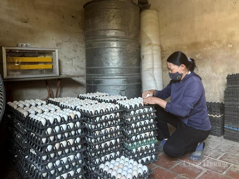 Thay vì chăn nuôi, sản xuất nhỏ lẻ phục vụ tự cung tự cấp, các nông hộ bắt đầu chuyển sang mô hình liên kết sản xuất, hướng tới thị trường.