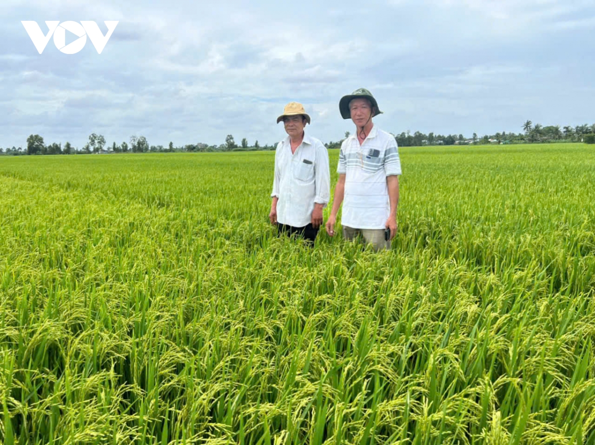Mô hình liên kết sản xuất lúa công nghệ cao, giảm phát thải nông dân có lợi nhuận.