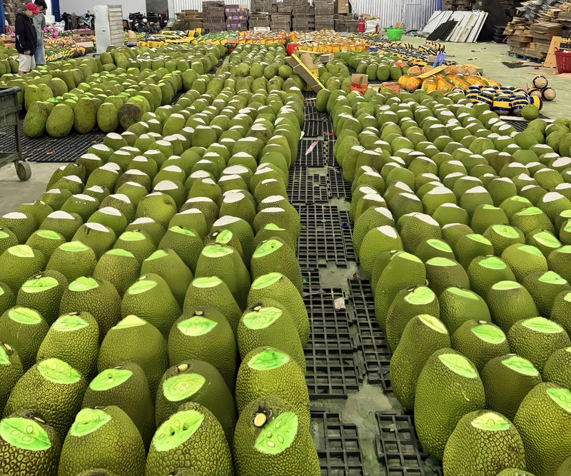 Mít tươi xuất khẩu tại Đồng Tháp. Ảnh minh hoạ