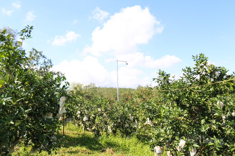 Camera được lắp bao quát toàn bộ khu vườn.