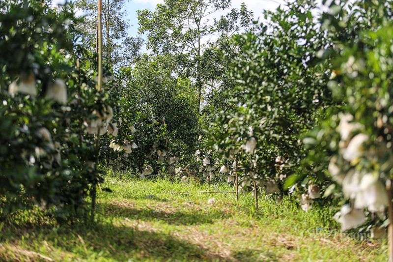 Đồng thời giúp người dân giám sát nhiệt độ, độ ẩm và cách công nhân chăm sóc vườn, đảm bảo quy trình sản xuất sạch và đúng kỹ thuật.