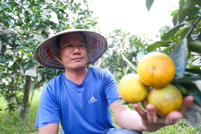 Những quả cam chín mọng chờ thu hoạch.