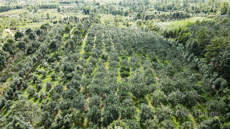Xã Hương Đô được mệnh danh là "thủ phủ" cam Khe Mây của Hà Tĩnh với tổng diện tích trên 320 héc-ta.