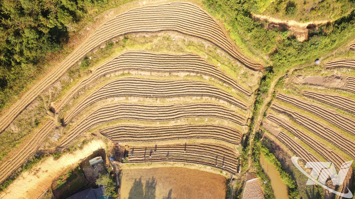 Những cánh đồng khoai lang mật ở Ngân Sơn được canh tác theo quy trình kỹ thuật, bảo đảm chất lượng và giữ gìn hương vị đặc trưng của vùng cao.