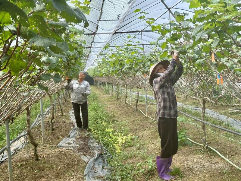 Tổ hội nghề nghiệp trồng nho xã Sông Lô, tỉnh Phú Thọ - nơi mô hình nông nghiệp hữu cơ đang từng ngày thay đổi đời sống của nhiều hộ dân.