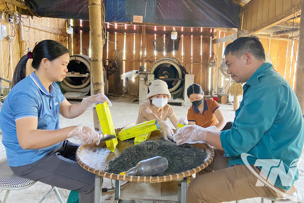 Các thành viên HTX nông nghiệp Bản Mộc đóng gói sản phẩm chè Shan tuyết.