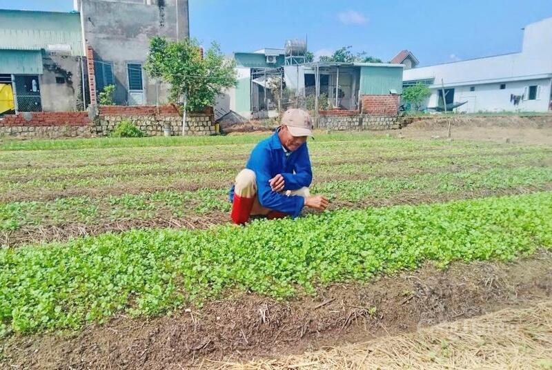 Nông dân HTX Nông nghiệp Phước Hiệp tăng tốc sản xuất rau vụ Tết.