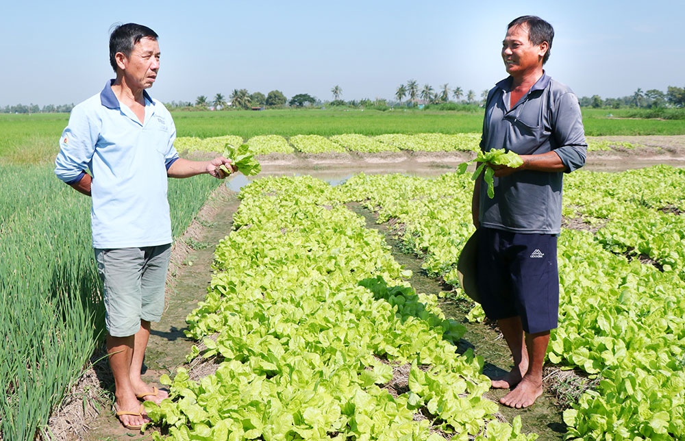 Ông Nguyễn Hữu Đực- nông dân ấp Đa Hậu (bìa phải) trao đổi kinh nghiệm trồng màu trong mùa mưa.