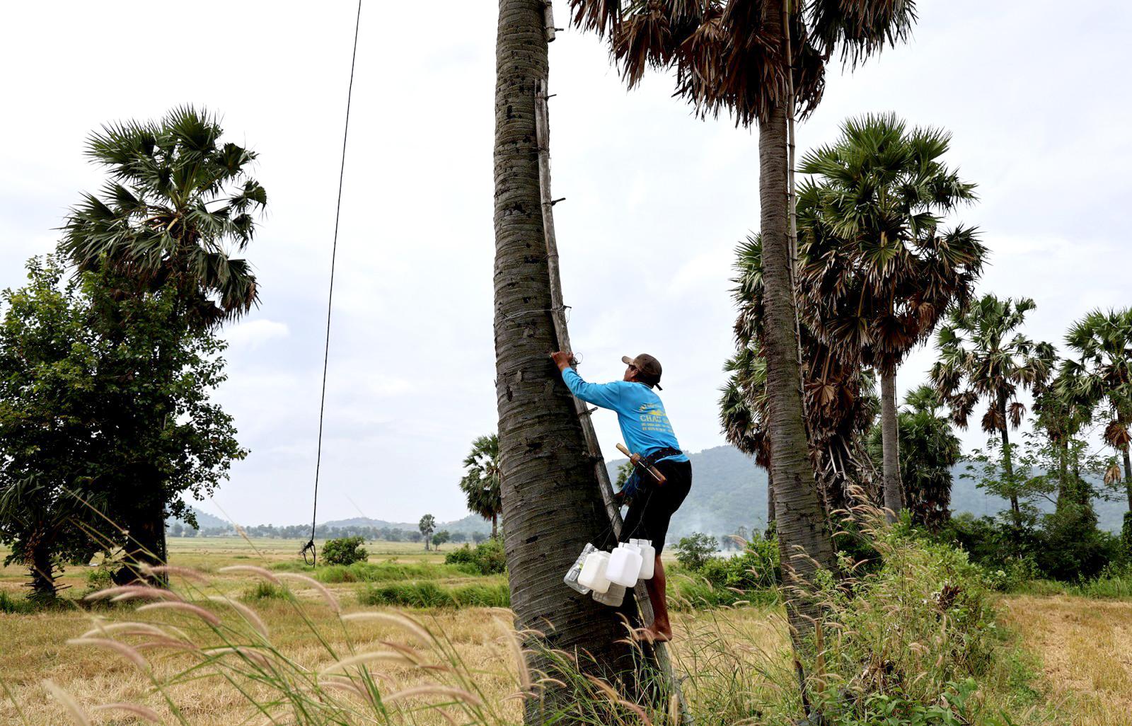 Công việc thu hoạch nước thốt nốt rất khó khăn và nguy hiểm.