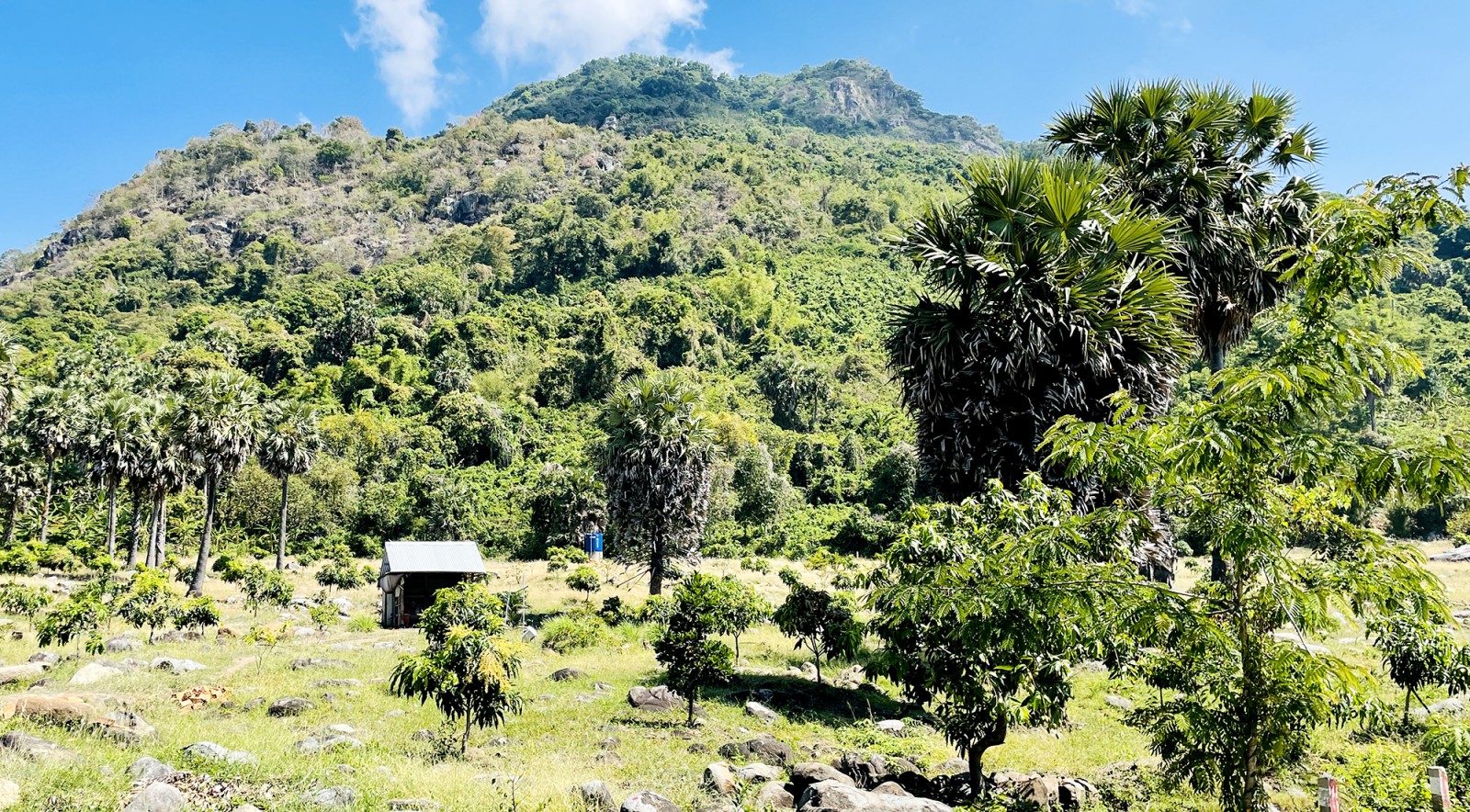 Đồng bào Khmer dựng những căn chòi dã chiến để nấu đường thốt nốt.