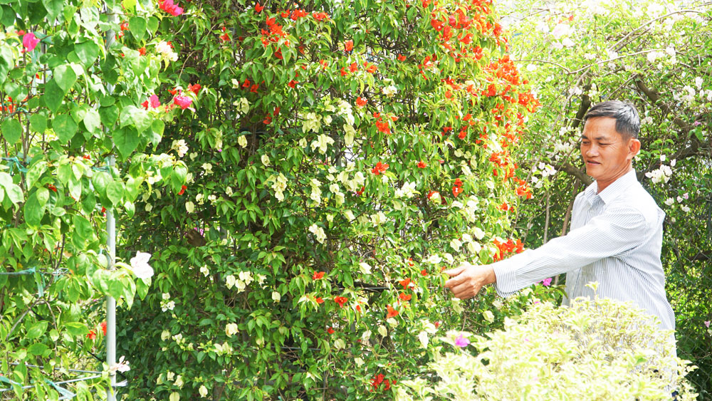 Bên cạnh cúc mâm xôi, người dân làng hoa giấy Lân Đông (xã Vĩnh Thành) cũng tất bật chăm sóc cho thị trường dịp Tết.