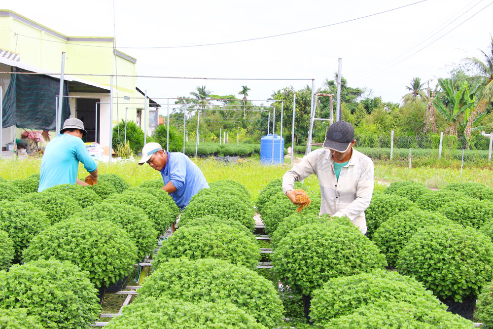 Nông dân trồng hoa cúc mâm xôi đang tích cực chăm sóc, tưới nước để hoa nở đúng thời điểm Tết.