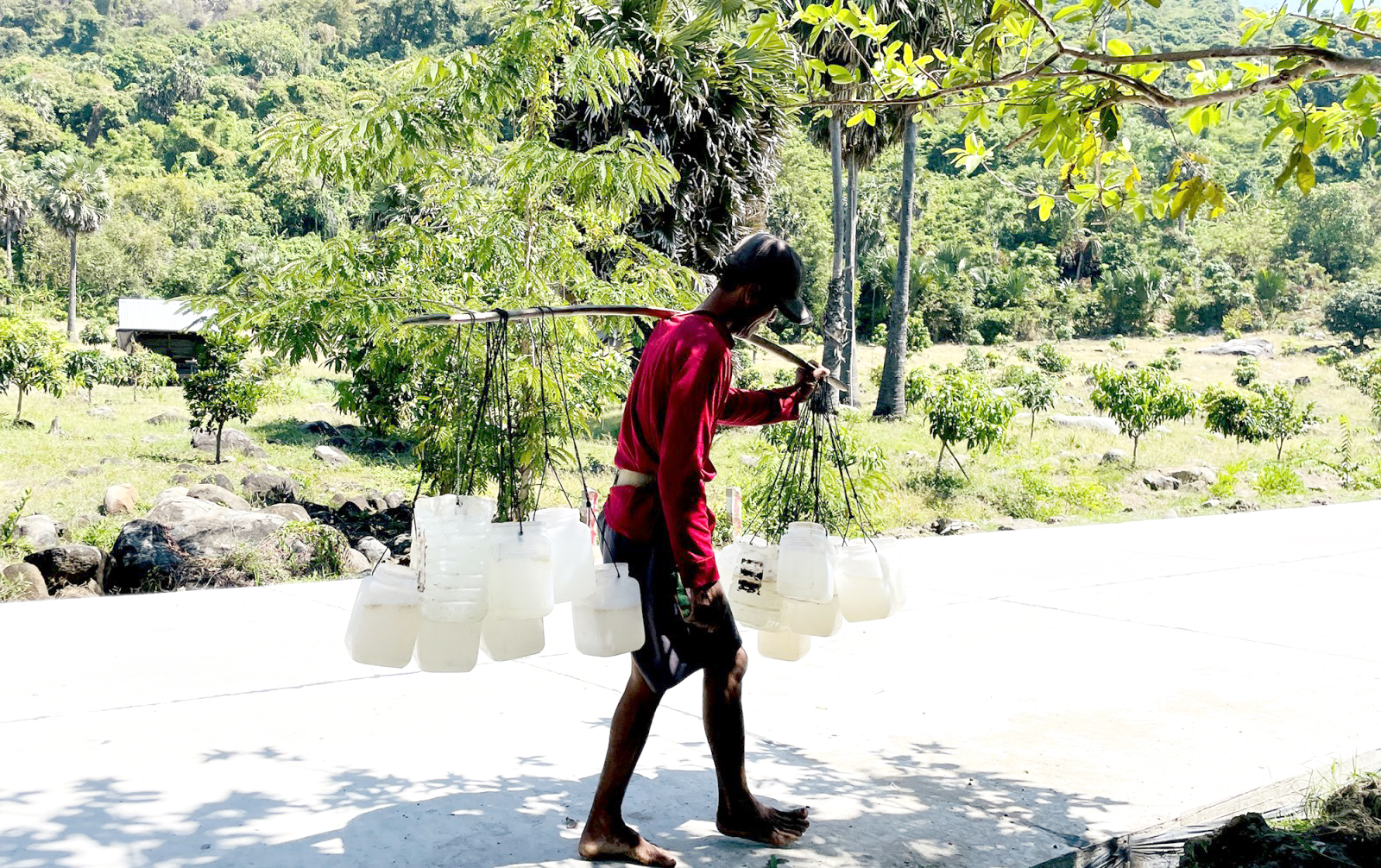 Người dân gánh nước thốt nốt về nấu đường.