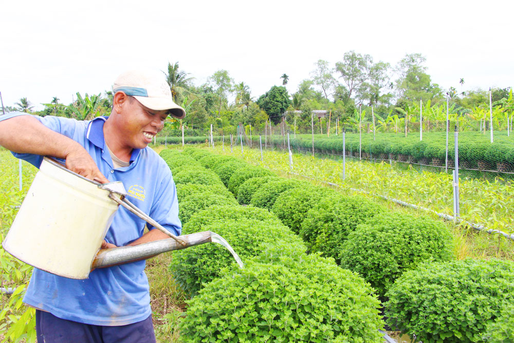 Anh Nguyễn Vũ Phương (ấp Hòa An, xã Chợ Lách) chia sẻ: “Cung ứng ra thị trường hoa Tết năm nay, tôi trồng 2.500 chậu hoa cúc mâm xôi, hiện đã có thương lái ở Hà Nội đặt mua”.