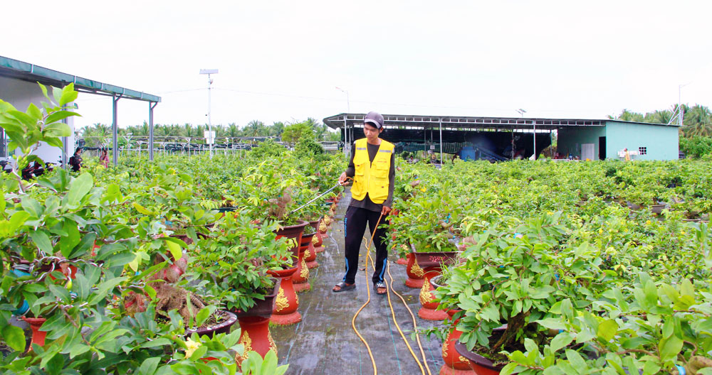 Hàng ngàn gốc mai vàng lớn nhỏ, mai chậu bonsai cũng được nhà vườn chăm chút cẩn thận chờ thương lái đến lấy hàng.