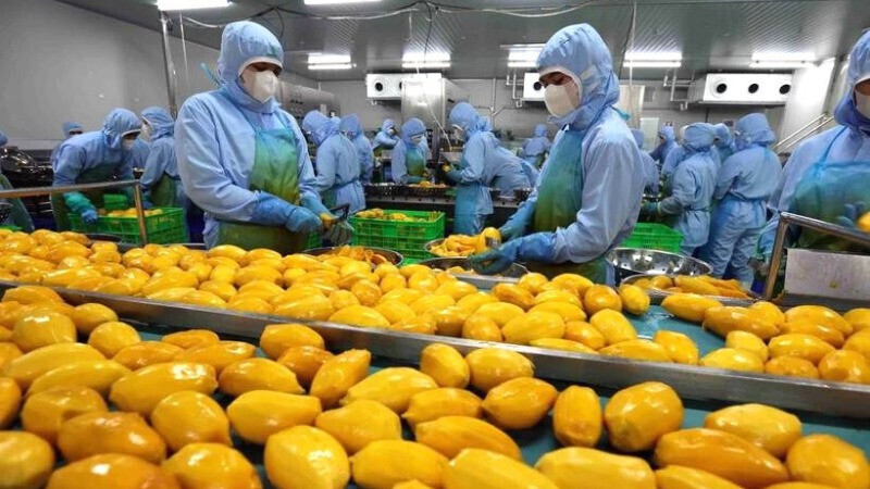 CPTPP không chỉ đơn thuần giúp mở cửa thị trường mà còn đặt ra những yêu cầu khắt khe, buộc ngành nông nghiệp Việt Nam phải chuyển mình mạnh mẽ. Ảnh minh họa: TTXVN