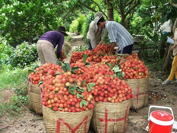 Hiệp định CPTPP mở lối cho nông sản Việt thâm nhập sang các thị trường khó tính. Ảnh minh hoạ