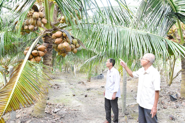 Vườn dừa giống của HTX Nông nghiệp Long Đức.