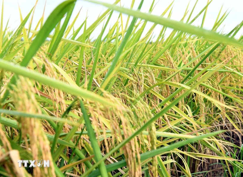 Giống lúa ST25. (Ảnh: Trung Hiếu/TTXVN)