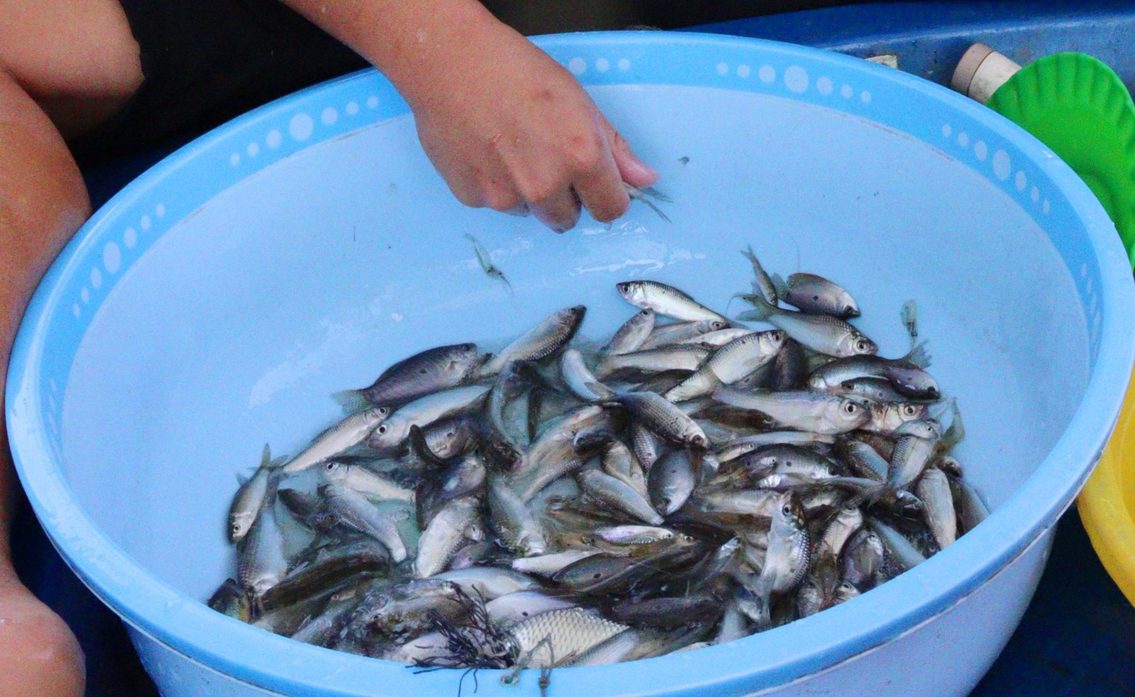 Cá linh cuối mùa. Ảnh: THÀNH CHINH