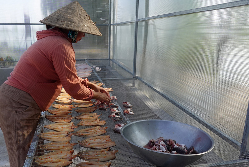 Khô cá lóc được phơi trong nhà kính.