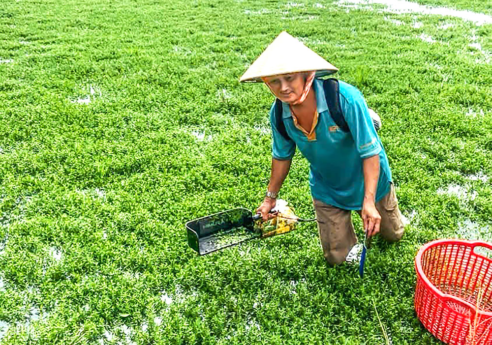 Anh Trần Thanh Phong thu hoạch rau.