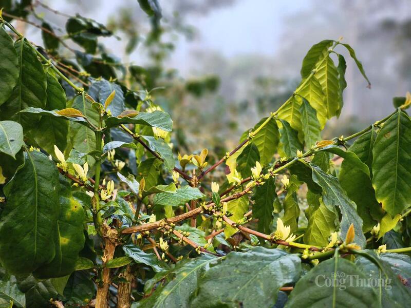 Một mùa cà phê mới lại bắt đầu "đơm hoa, kết trái" ở Mường Ảng.