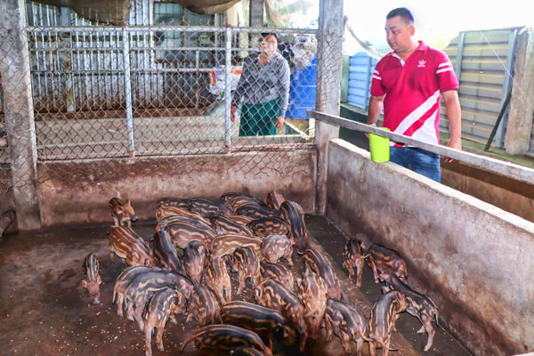 Người chăn nuôi cần chủ động thực hiện các biện pháp phòng, chống dịch bệnh trên đàn vật nuôi.