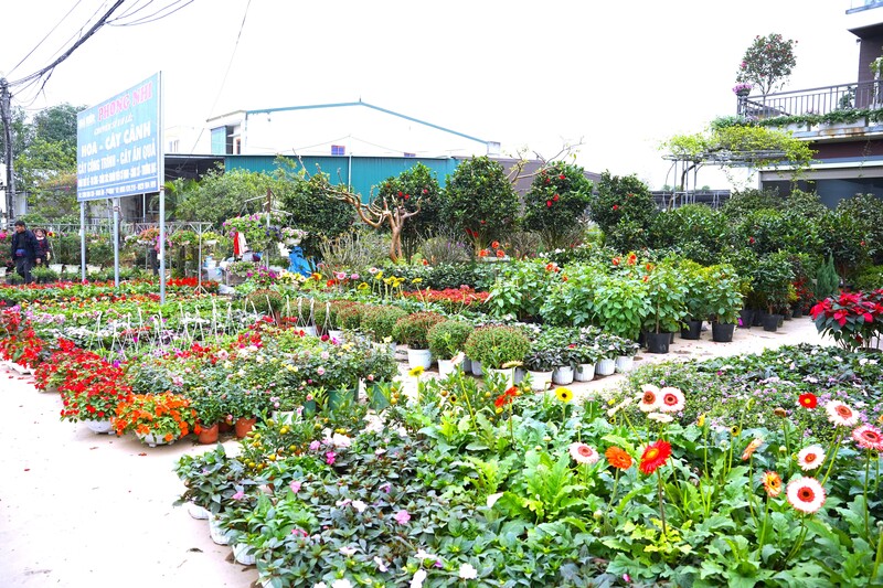 Ngay từ đầu đường vào làng nghề hoa - cây cảnh Kim Phúc, Kim Chi, không gian đã rực rỡ sắc màu. Ảnh: Mai Liễu