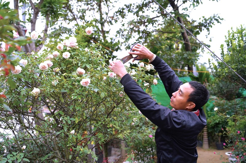 Các hộ dân chăm chút cho hoa và các loại cây cảnh. Anh Đặng Minh Khoa (khối Kim Chi, phường Vinh Phú) chia sẻ: Năm nay do ảnh hưởng của các đợt mưa bão liên tiếp nên nhiều hộ dân bị thiệt hại về hoa và cây cảnh. Việc chuẩn bị hàng hóa cho dịp Tết cũng chạy đua với thời gian. Hơn 10 năm gắn bó với nghề truyền thống của địa phương, anh Khoa dành trọn tâm huyết cho từng sản phẩm, anh hy vọng Tết năm nay, khách hàng vẫn tấp nập đến xem và mua hoa, cây cảnh. Ảnh: Mai Liễu