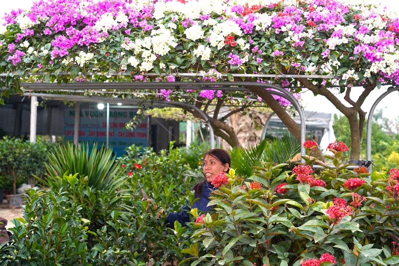 Các loại cây, hoa được tạo hình đẹp mắt. Ảnh: Mai Liễu