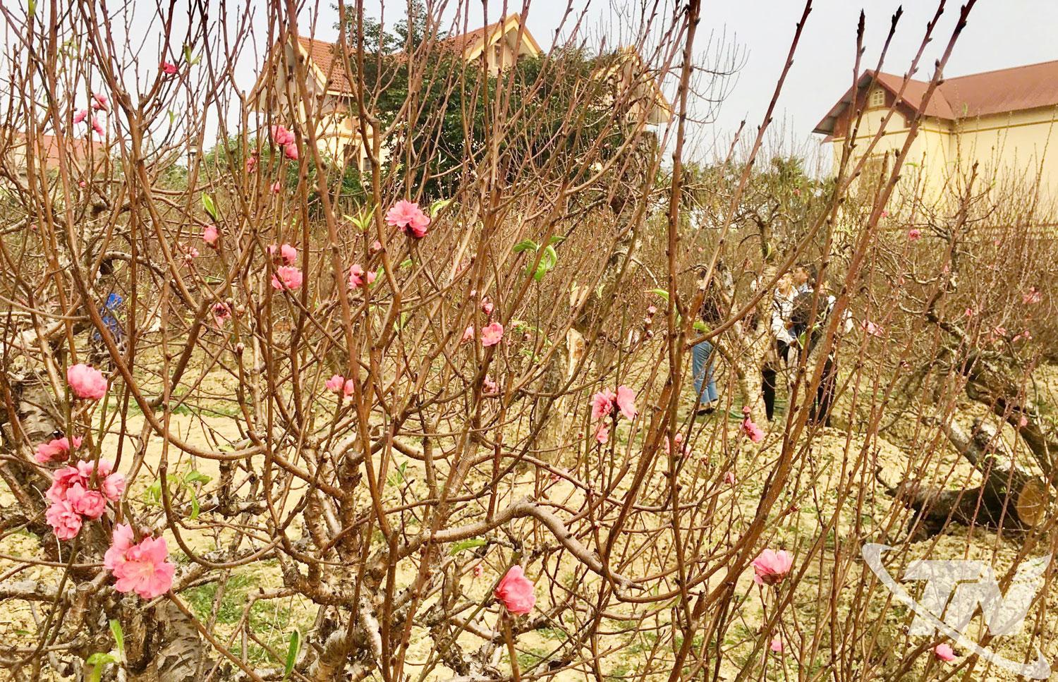 Nhiều hộ trồng đào ở làng Cam Giá chủ động kích thích cho hoa nở sớm, phục vụ nhu cầu của người chơi hoa.
