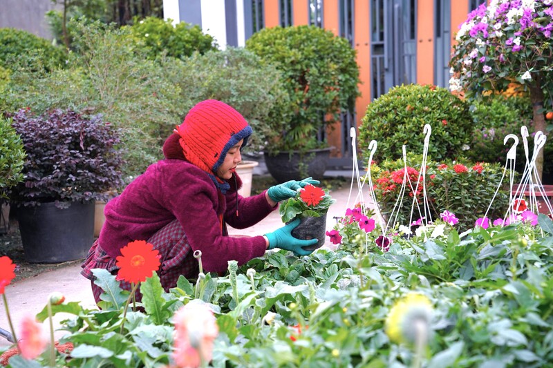 Chị Phan Thị Hoài (khối Kim Phúc) tỉ mẩn chăm chút từng bồn hoa. Nhiều năm bán hàng dịp Tết, chị chia sẻ rằng, điều thích thú nhất đó là cứ dịp Tết đến mỗi người, mỗi nhà lại mua hoa, cây cảnh về trang trí. Dù có những năm kinh tế khó khăn, nhưng rồi cận kề Tết, người dân vẫn chen chúc lựa chọn hoa, cây cảnh. Đó là một cảm giác rất đặc biệt, rất vui đối với người bán hàng. Ảnh: Mai Liễu