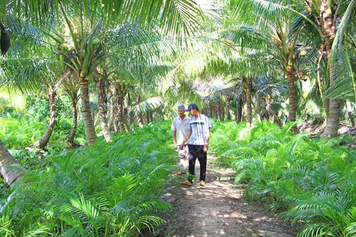 Nông dân cần sử dụng giống cây trồng thích nghi với điều kiện hạn, mặn; ứng dụng các tiến bộ khoa học- kỹ thuật về canh tác.