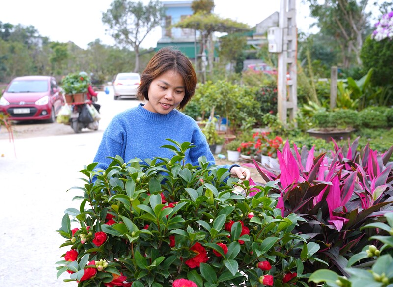 Làng nghề có rất nhiều loại hoa và cây cảnh, với các mức giá khác nhau đáp ứng nhu cầu đa dạng của khách hàng. Ảnh: Mai Liễu