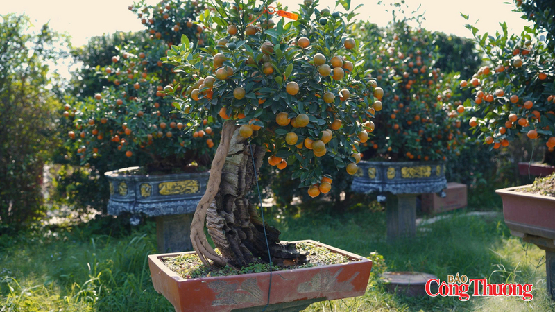 Làng quất Tứ Liên nhộn nhịp hơn khi cận kề Tết. Dòng quất gỗ lũa độc đáo có giá lên tới hàng chục triệu đồng. Ảnh: Thái Mạnh