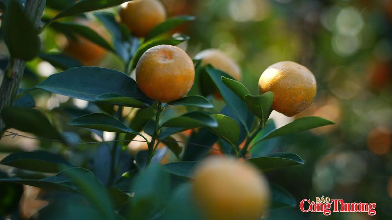 Từng quả quất, to tròn, căng mọng. Ảnh: Thái Mạnh