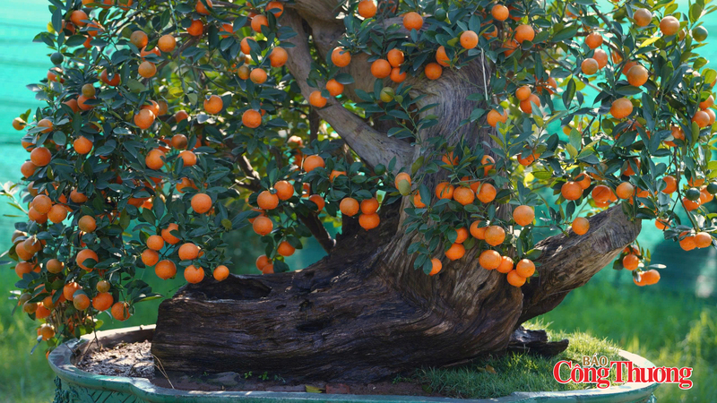 Việc ghép quất lên gỗ lũa đòi hỏi kỹ thuật cao để cây sinh trưởng cho quả đều, đẹp đúng dịp Tết. Ảnh: Thái Mạnh