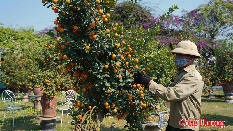 Người trồng quất cắt tỉa, chăm sóc quất chuẩn bị vào vụ Tết. Ảnh: Thái Mạnh